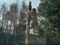 -上海野生动物园老虎餐厅