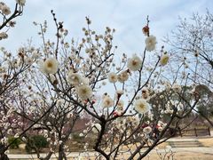 -梅花山(明孝陵内)
