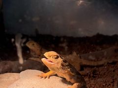-上海大自然野生昆虫馆(东方明珠·爬宠昆虫探索中心)