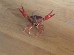 -快网网球俱乐部(徐汇爱建园店)