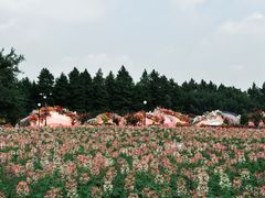 -荷兰花海