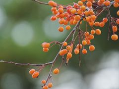 -国家植物园