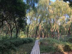 -昆山城市生态森林公园