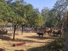 -石家庄市动物园