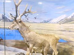 -北京麋鹿生态实验中心