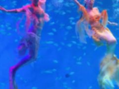 -合肥海洋世界