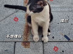 -哪爪小锅米线·拌鸡爪