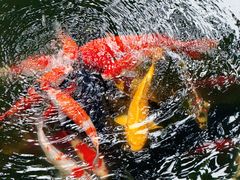 -大妙火锅·非物质文化遗产(东湖公园店)