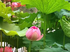 -陈家山荷花公园