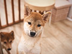 -豆柴町-柴犬主题狗咖(红鼎国际C座店)