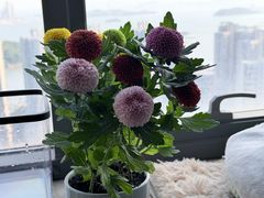 -溪岸路花鸟市场