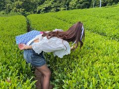 -雪绿茶博物馆