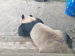 -石家庄市动物园