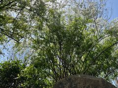 -中国茶叶博物馆(双峰馆区)