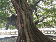 -江心屿景区