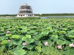 -呼兰河口湿地公园