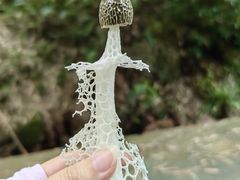 -芦沟竹海