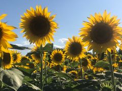 -奥林匹克森林公园南门-停车场