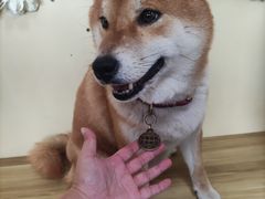 -柴犬高等学院·狗咖·柴犬售卖·宠物训练
