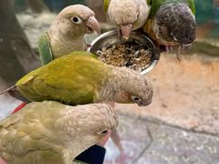 -西霞口神雕山野生动物世界