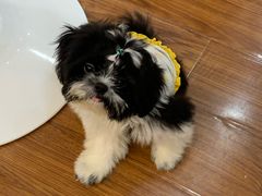 -汪说·狗咖·拼豆·宠物周边DIY(旺城大厦店)