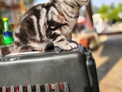 -喵zoo家庭繁育猫舍(尖东智能花园店)
