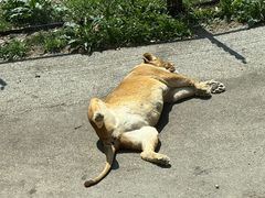 -大连森林动物园