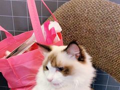 -十年猫舍·猫咪专门店(普陀店)
