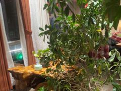 -慢丽江·云南野生菌土鸡锅(付家庄店)