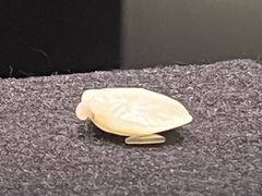 -盘龙城遗址博物院