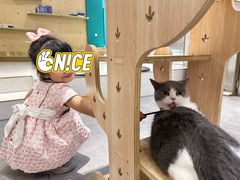 -飞行喵MR PILOT|猫舍·猫咖(静安大融城店)