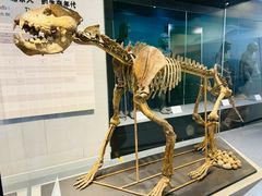 -北京周口店北京人遗址博物馆