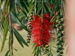 -飞来湖湿地公园