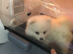 -暖阳宠物医院·犬猫康复中心·骨科