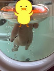 -爱乐婴童水育早教中心·儿童游泳中心(田园商业广场店)