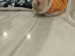 -袖虎·猫馆(体育西路店)
