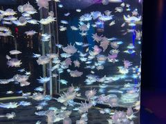 -太平洋海底世界