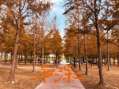 -春花秋色城市公园