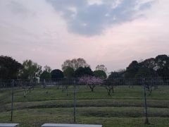 -莲花岛景区