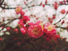 -邓小平故里