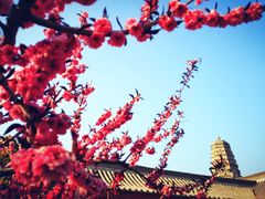 -法门文化景区