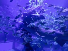 -左海海底世界
