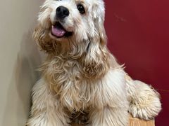 -和它·交个朋友·狗咖猫咖(爱琴海店)