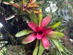 -中国科学院西双版纳热带植物园