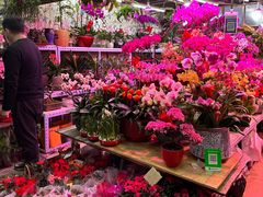 -花鸟鱼虫鲜花绿植市场(玉泉路店)