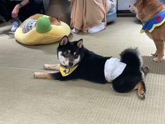 -逗柴咖啡屋·狗咖猫咖宠物桌游