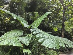 -西双版纳原始森林公园