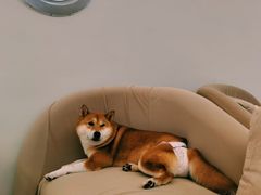 -怪兽屋·羊驼·猫咖·狗咖(俊华广场店)