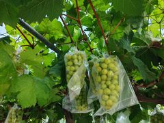 -马陆小张葡萄园农家乐