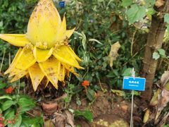 -中国科学院西双版纳热带植物园